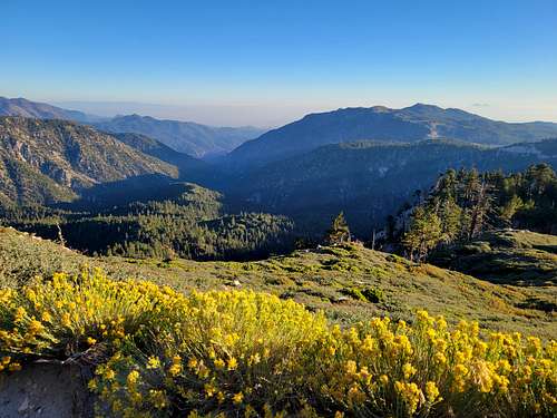 Looking south at some wildflowers from Butler Peak