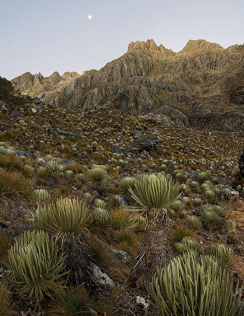 frailejones (espeletia)