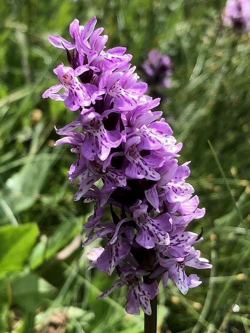 Heath spotted-orchid