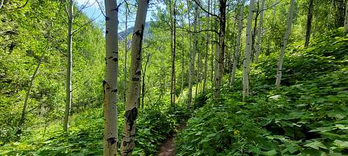 Trail thru Aspen trees.