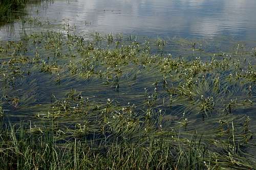 Lac Besson flore aquatique