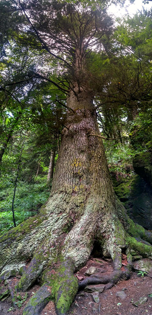 Giant fir tree