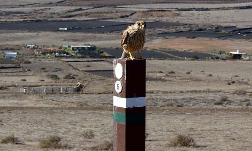 GR 131 route marker with Kestrel (Falco tinnunculus canariensis),  Lanzarote