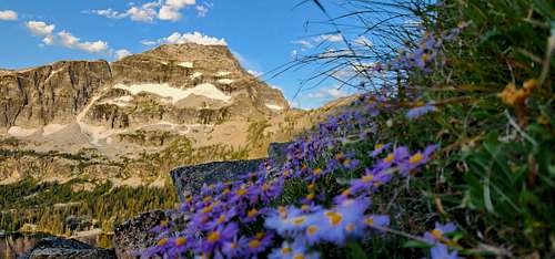Alpine Aster & El Capitan