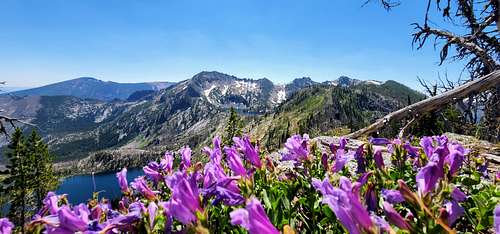 The Pyramid Buttes & Penstemon