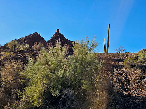 Saguaro Cactus, a rare site in California