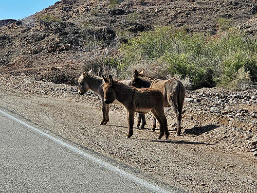 Wild Burros on Parker Dam Road