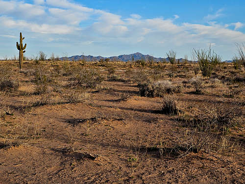 East Cactus Plain, AZ