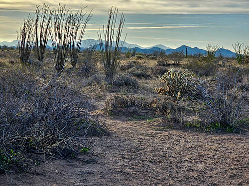 East Cactus Plain, AZ