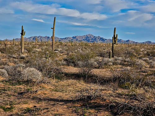East Cactus Plain Wilderness