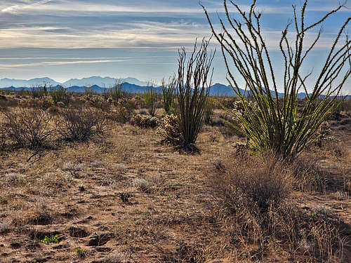 East Cactus Plain