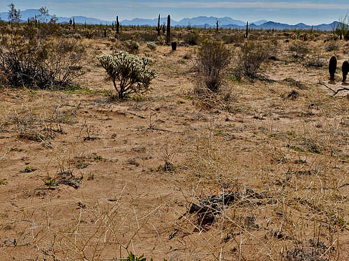East Cactus Plain