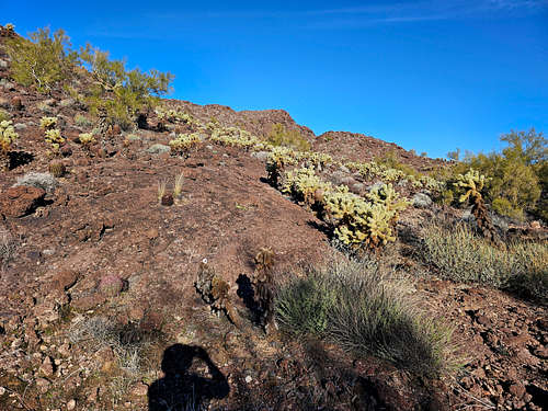 Cholla forest below the false summit