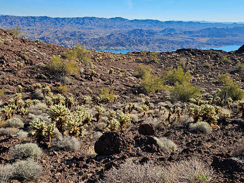 Cholla forest below the false summit