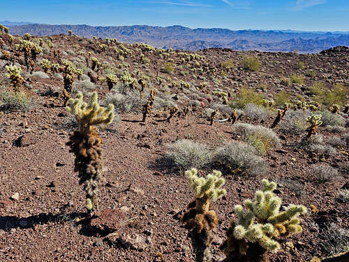 Cholla forest