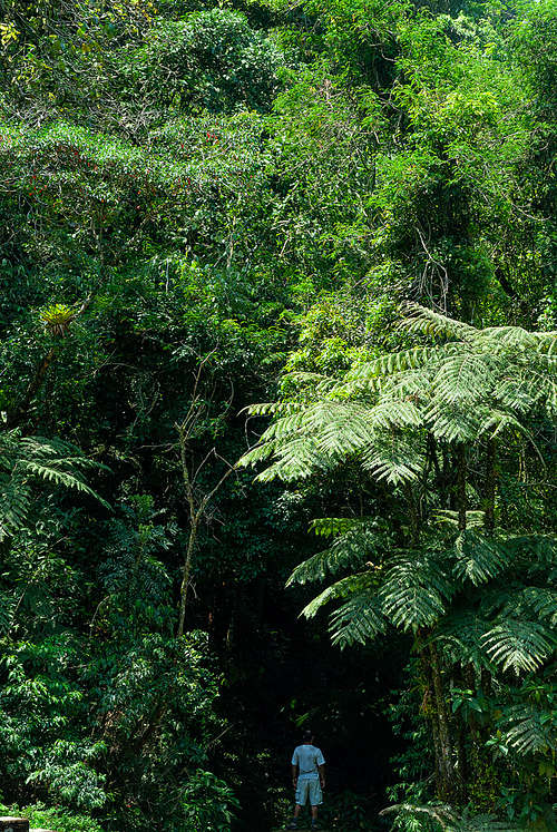 mata atlântica - the call of the forest