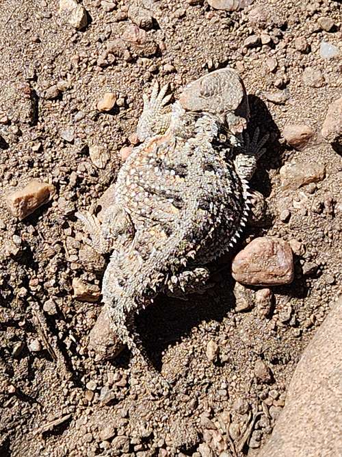 Horny toad near the summit of Black Mountain