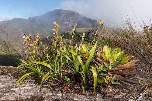 biodiversidade