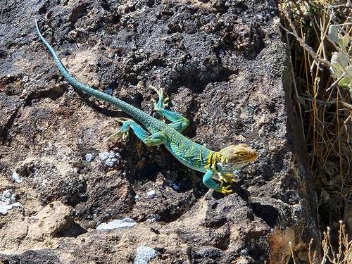 Collard Lizard on Redlands Mesa