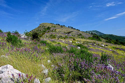Spring on the S-SE ridge of Lanišće