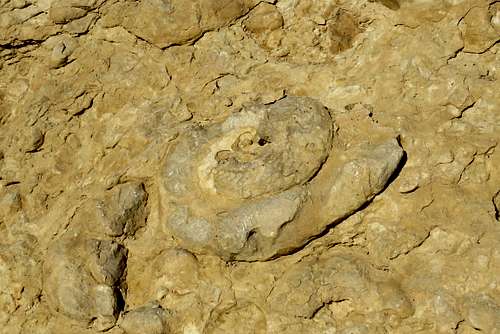 Negev - Ammonite