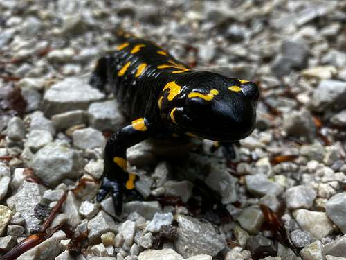 Portait of a fire salamander