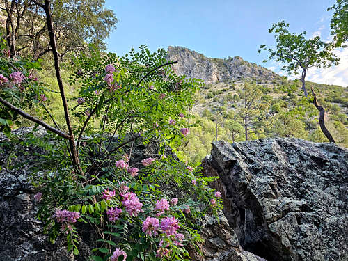 On Miller Canyon Trail
