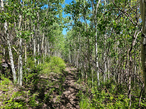 A section of Aspens on Crest Trail