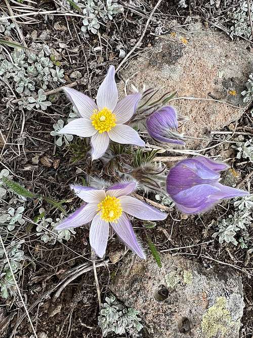 Flowers on Grouse Mountain