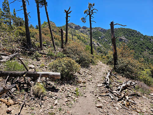 On Crest Trail