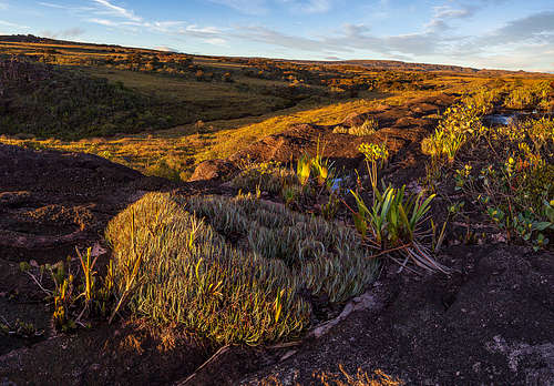 akopan tepui summit