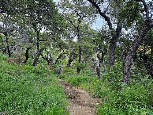 On Tequepis Canyon Trail