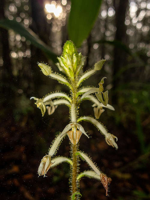 flora