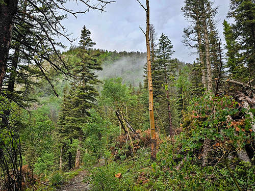 On Long Canyon Trail