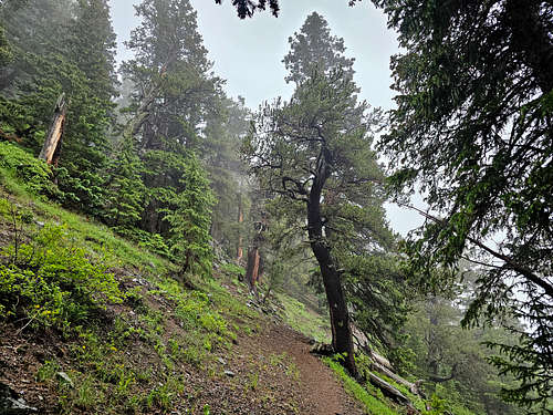 On Long Canyon Trail