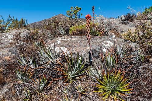 dyckia bracteata e o pico da bandeira