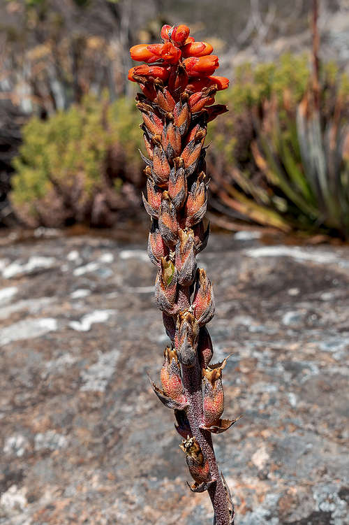 dyckia bracteata