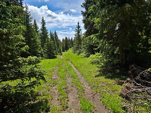 Trail in the forest