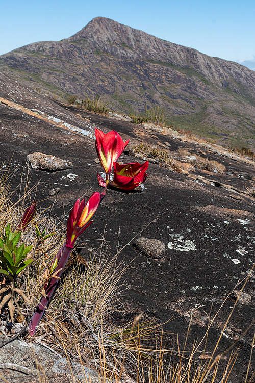 Hippeastrum