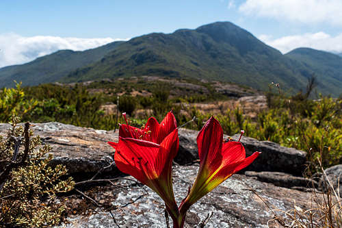 Hippeastrum