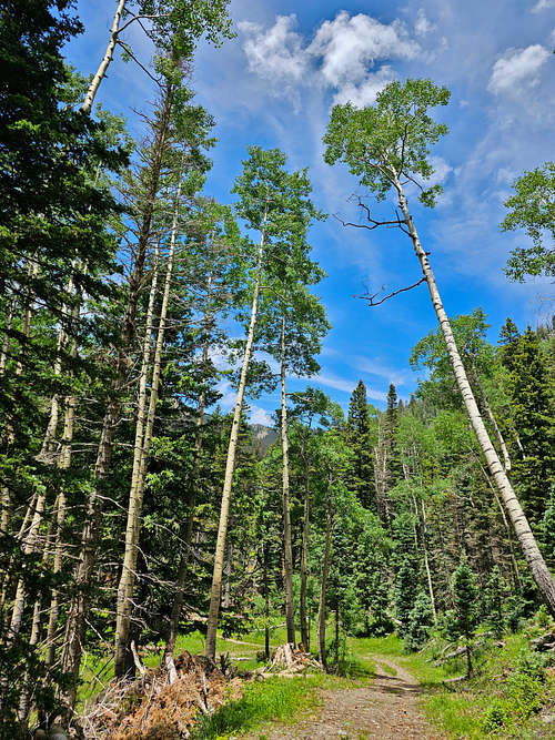 Aspens