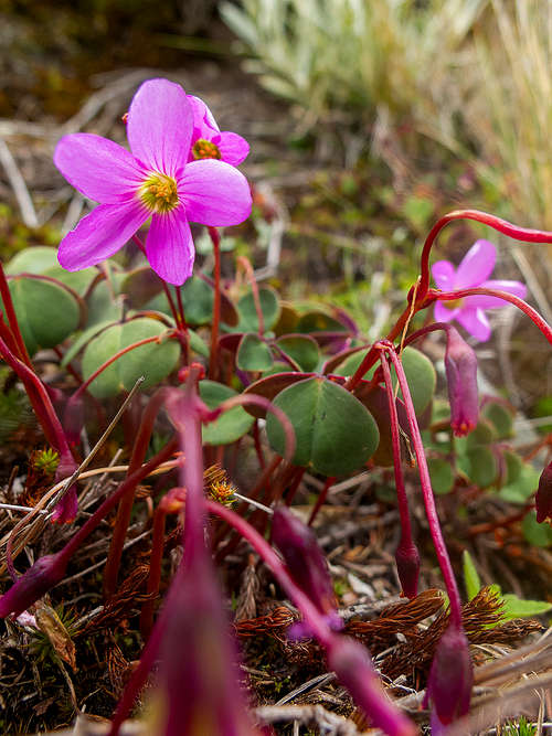 Oxalis sp