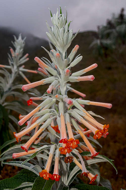 Buddleja longiflora