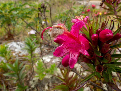 Esterhazya splendida J.C.Mikan