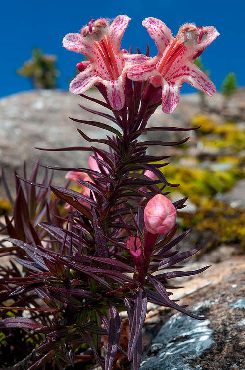 Esterhazia macrodonta Cham & Schlecht