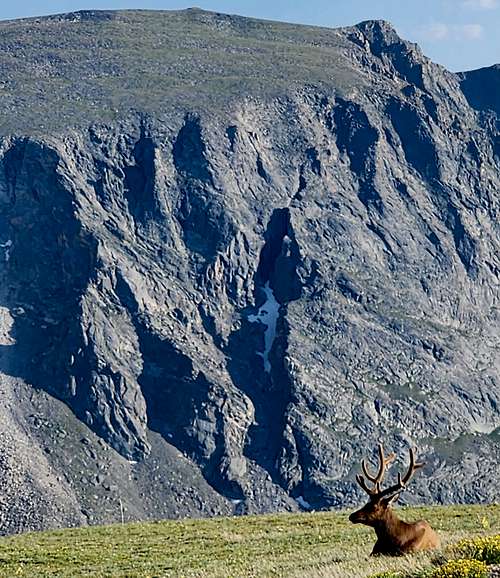 Elk seen from Trail Ridge