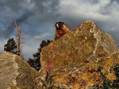 Marmot near the Granby-Fraser Trail