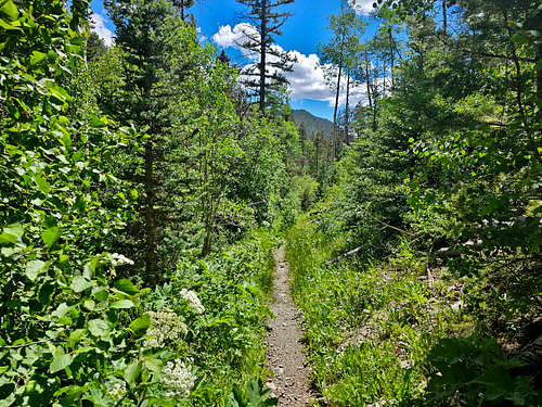 On Lake Fork Trail