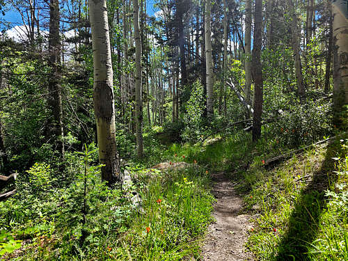 On Lake Fork Trail