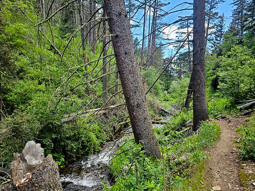 On Lake Fork Trail